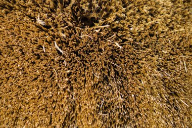 sazdan çatıdan saman