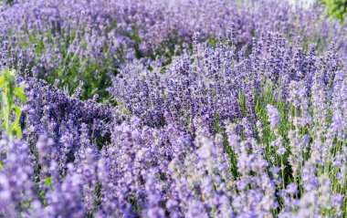 lavanta çiçekli bitki