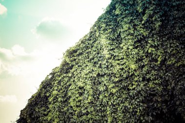 yeşil sarmaşık ile kaplı bina