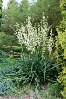 beyaz çiçekli bitki