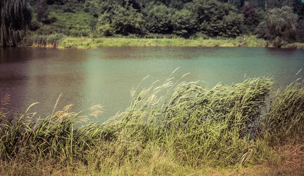 Phragmites sobre o lago — Fotografia de Stock