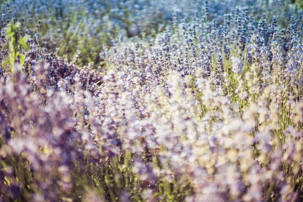 薰衣草开花植物 — 图库照片