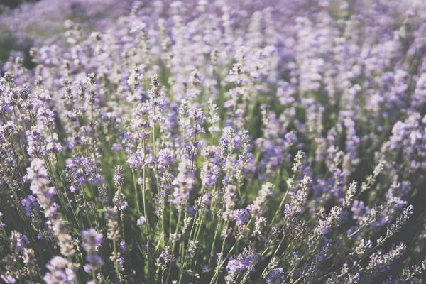 Lavendel blommande växt — Stockfoto