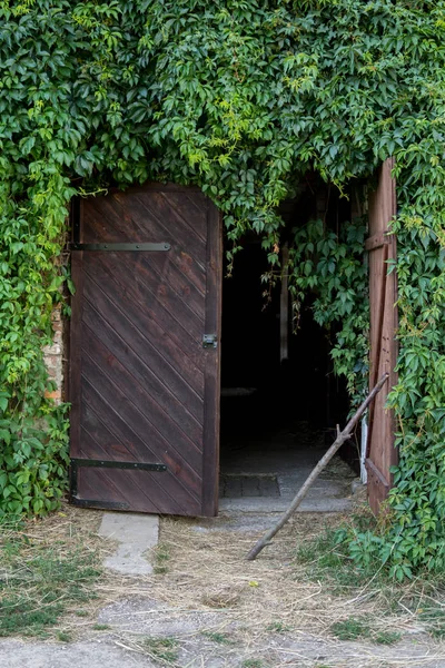 Parthenocissus crescendo na porta de madeira — Fotografia de Stock