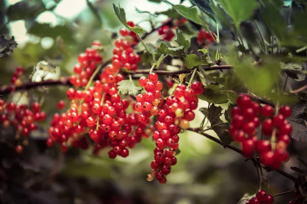 Ribes rosso — Foto Stock