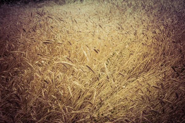 田里的黑麦 — 图库照片