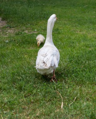 çimenlerin üzerinde kaz