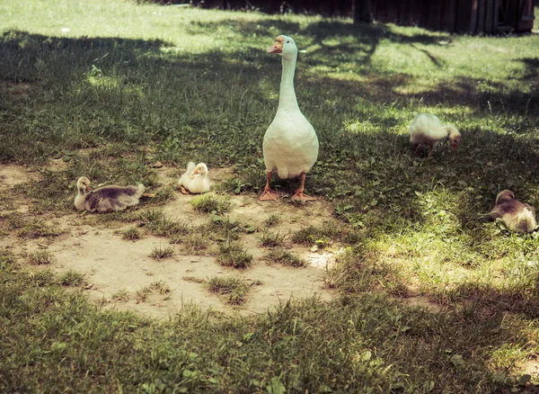 ガチョウの草の上 — ストック写真