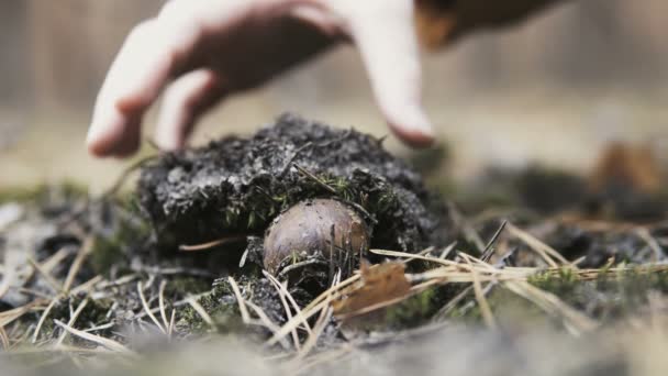 Detalle Mano Recogiendo Hongo Xerocomus Creciendo Suelo Con Musgo Agujas — Vídeos de Stock