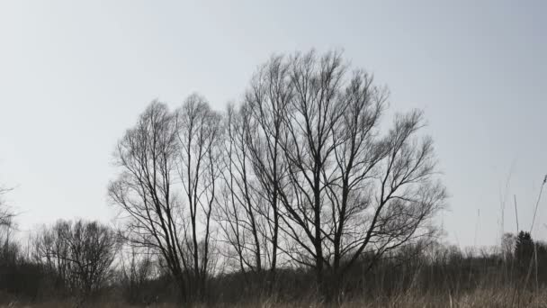 Stromy Bez Listí Houpnou Silném Větru Podzim — Stock video