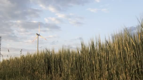 Camera Slide Naast Veld Vol Groene Rogge Voor Windturbine — Stockvideo