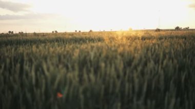 Yaz ortasında gün batımı sırasında buğday dolu alan üzerinde kamera slayt