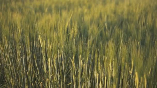 Deslizamiento Cámara Horizontal Sobre Campo Lleno Centeno Verde — Vídeos de Stock