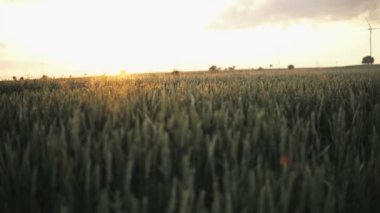 Yaz ortasında gün batımı sırasında buğday dolu alan üzerinde kamera slayt