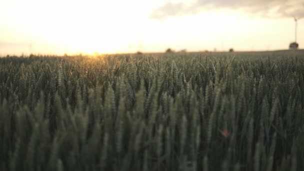 Yaz Ortasında Gün Batımı Sırasında Buğday Dolu Alan Üzerinde Kamera — Stok video