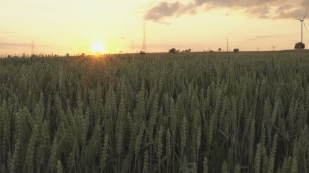 Gün Batımında Güneş Işınlarıyla Buğdayla Dolu Tarlada Kamera Kaydırağı — Stok video