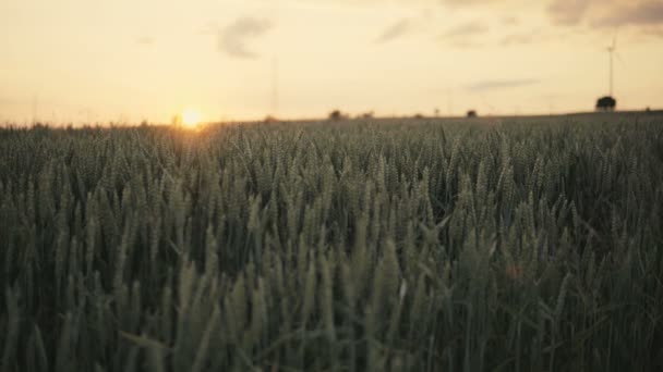 Закат Над Полем Выращиванием Пшеницы Выполненным Технике Хронометража — стоковое видео