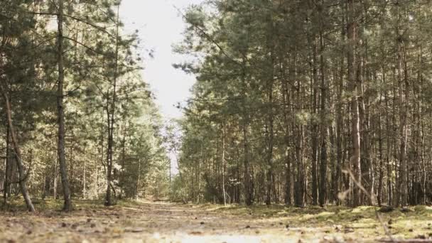 森林中的小松树小径 — 图库视频影像