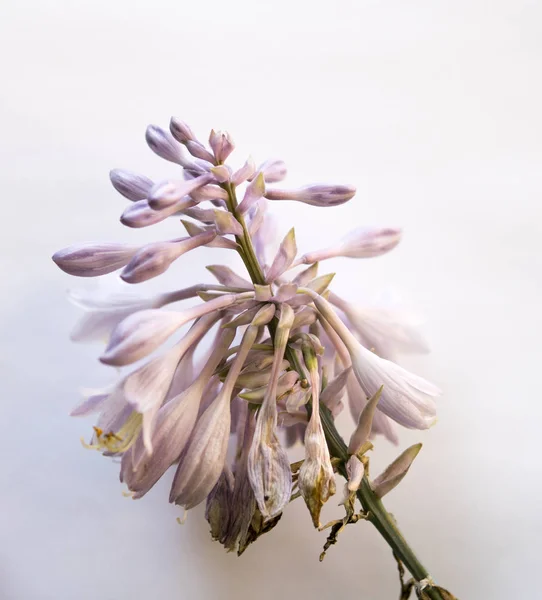 Хоста квіти — стокове фото