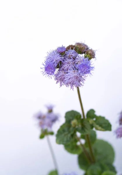 Flossflower isoalted over white — Stock Photo, Image