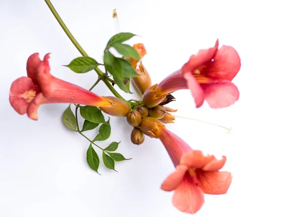 トランペットブドウの花 — ストック写真