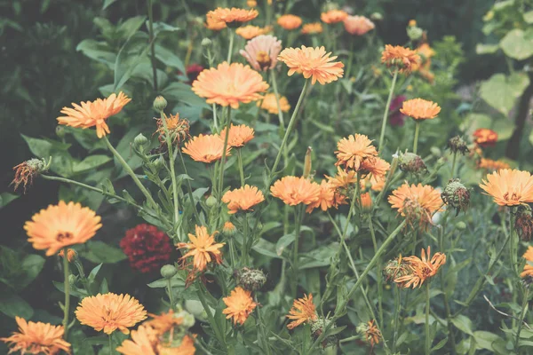 Aster virágok a kertben — Stock Fotó