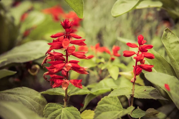 Red salvia flowers — Stock Photo, Image