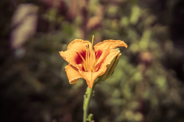 A liliom virág részletei — Stock Fotó