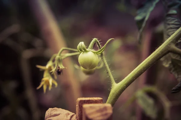 Piccolo pomodoro verde — Foto Stock