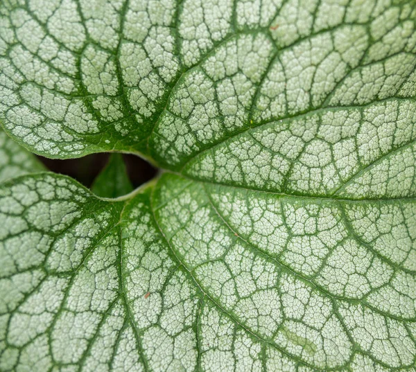 Detail of leaf — Stock Photo, Image
