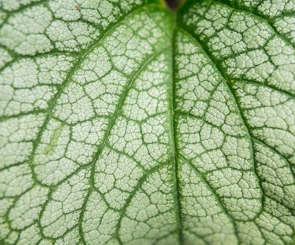 Detalhe da folha — Fotografia de Stock