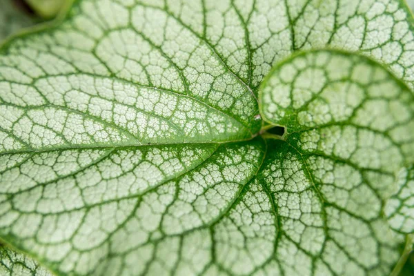 Detail of leaf — Stock Photo, Image