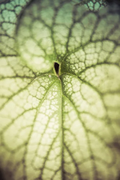 Detail of leaf — Stock Photo, Image