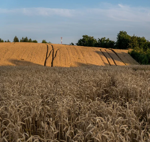 Weizenfeld — Stockfoto