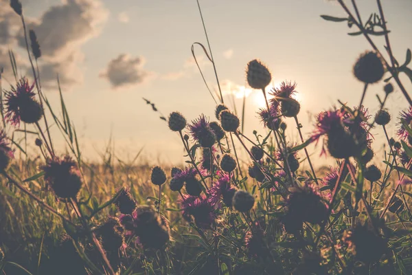 purple plumeless thistle during sunset