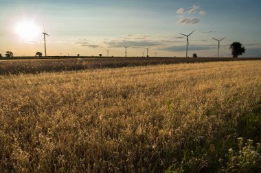 Gün batımında yulaf ve rüzgar türbinleriyle