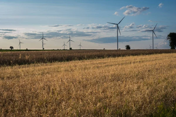 Por do sol sobre o campo com aveia e turbinas eólicas — Fotografia de Stock