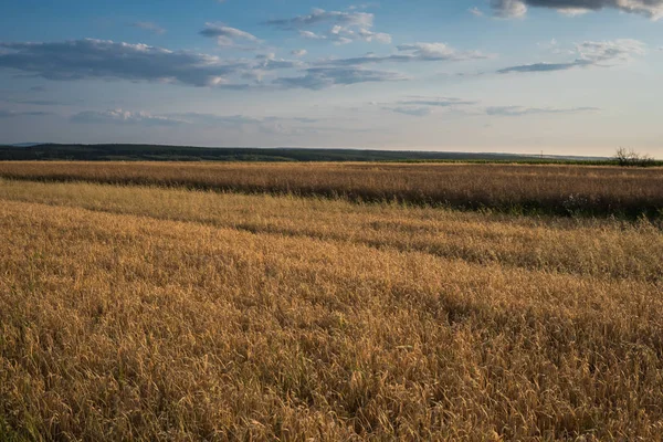 Landschaft mit Feldern und Hügeln im Sommer — Stockfoto