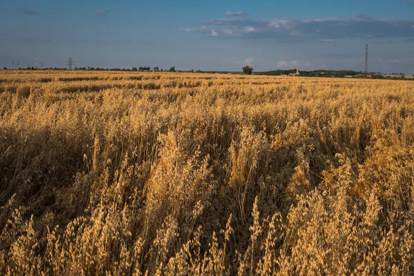 Hafer wächst auf dem Feld — Stockfoto