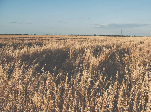 Sonnenuntergang über Feld mit Hafer und Windrädern — Stockfoto