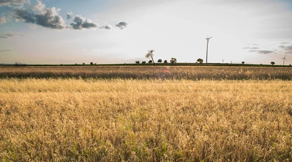 有燕麦和风力涡轮机的日落落在田野上 — 图库照片