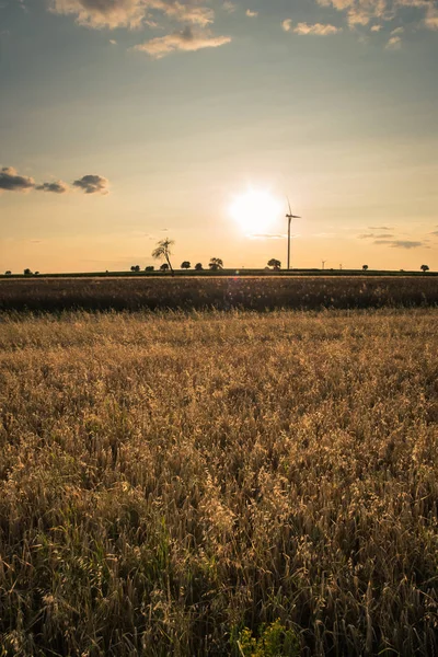 Sonnenuntergang über Feld mit Hafer und Windrädern — Stockfoto