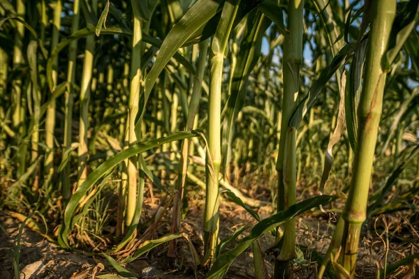 田里种玉米 — 图库照片