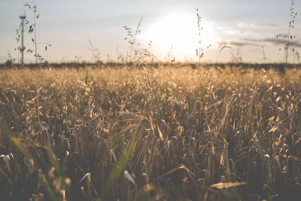 Zonsondergang boven het veld — Stockfoto