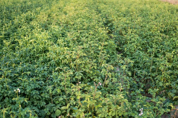 Planta de potatoe verde — Fotografia de Stock