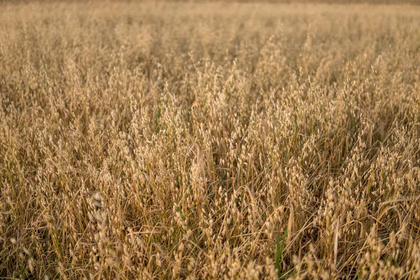 Haver teelt in het veld — Stockfoto