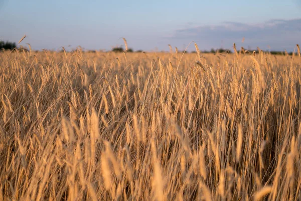 Rogge die in het veld groeit — Stockfoto