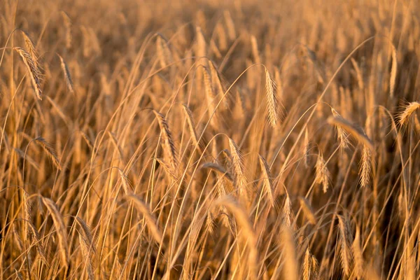 Rye growing in the field — Stock Photo, Image