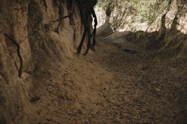 Bir derenin içindeki ağaçların kökleri
