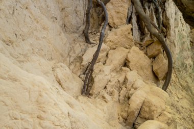 Bir derenin içindeki ağaçların kökleri